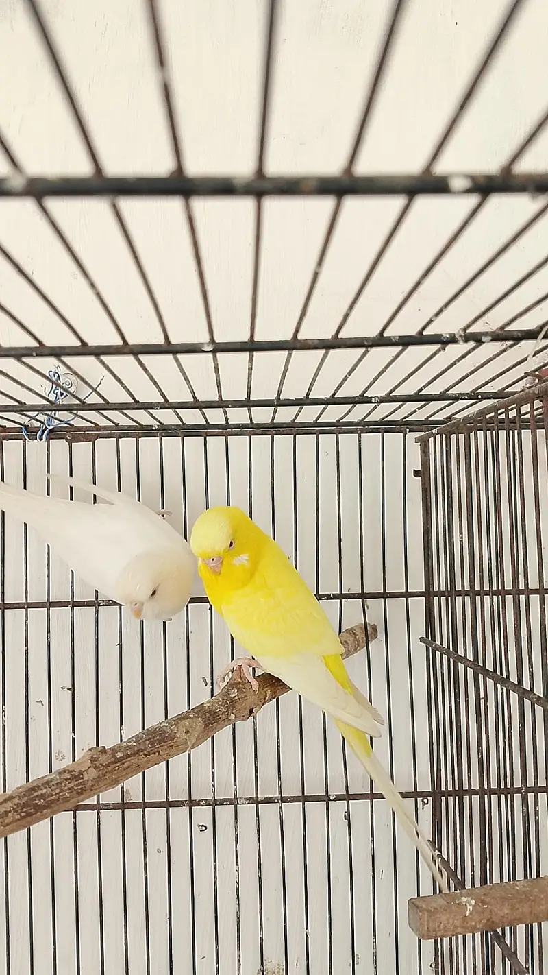 Beautiful King Size Pair — photo 3