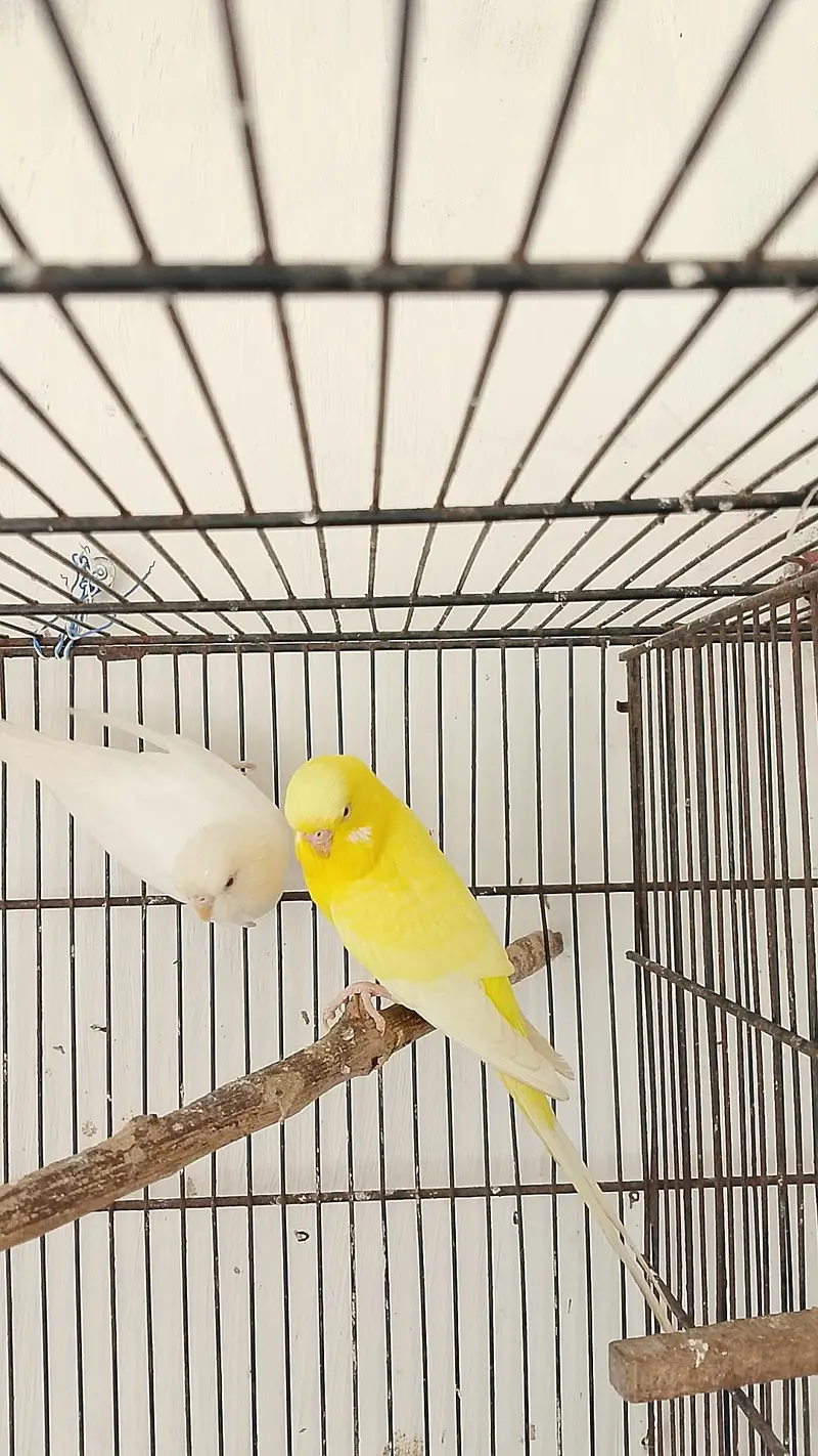 Beautiful King Size Pair — photo 4