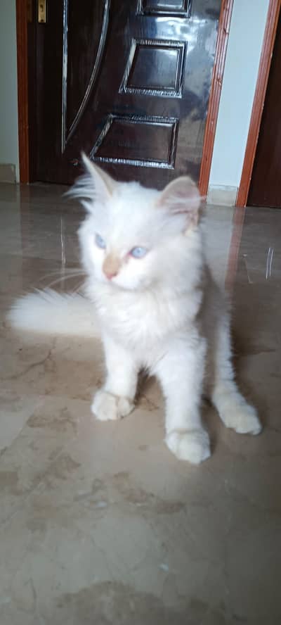 Persian White kittens