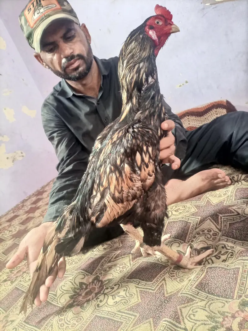maiwali shajra — photo 2