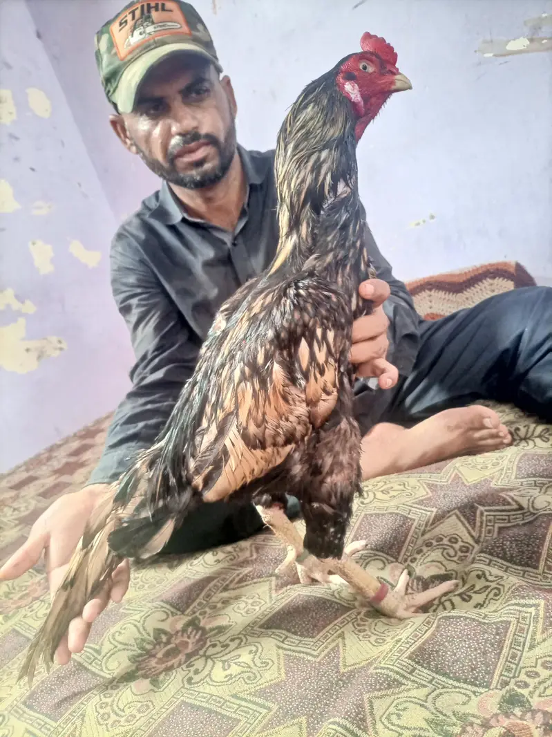 maiwali shajra — photo 5