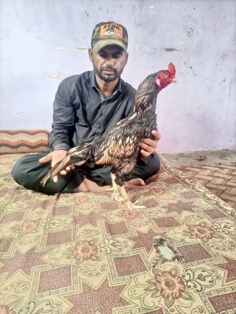 maiwali shajra — photo 6