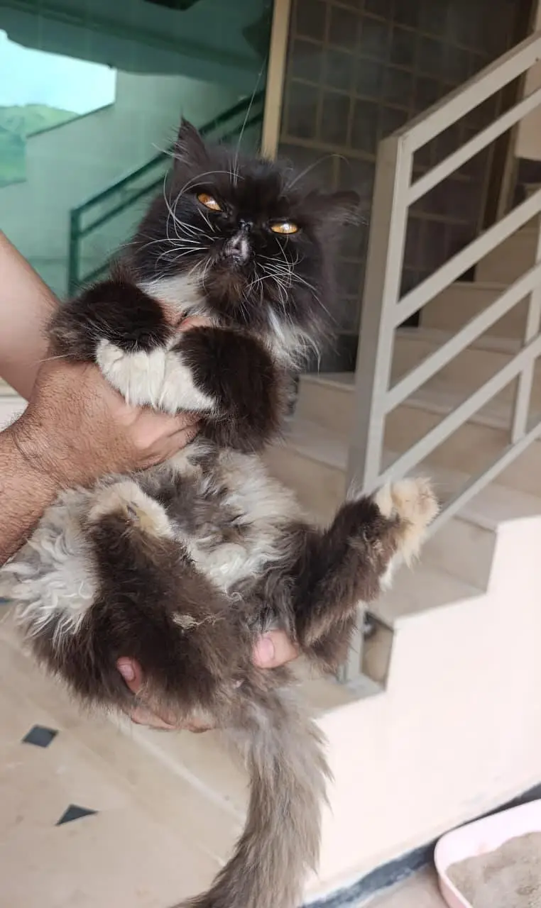 cats sale — photo 4