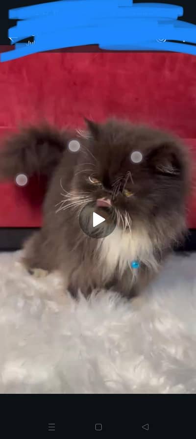 cat sale