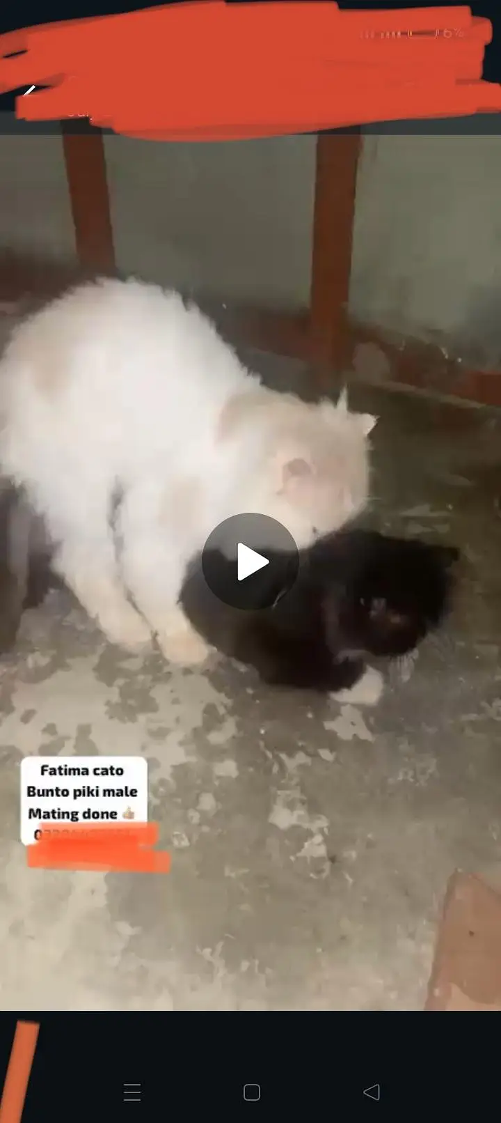 cat sale — photo 2