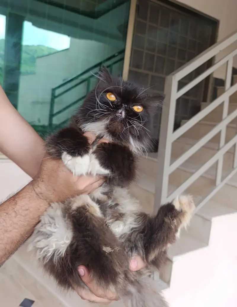cat sale — photo 3