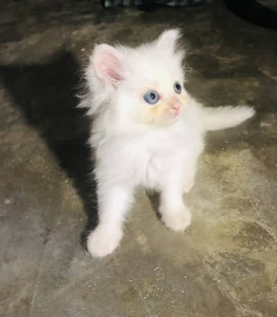 persian punch face triple coat cat kitten
