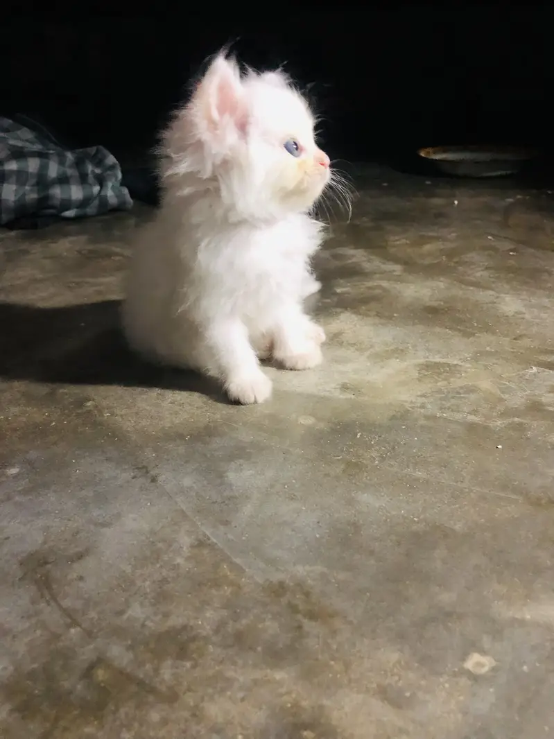 persian punch face triple coat cat kitten — photo 2