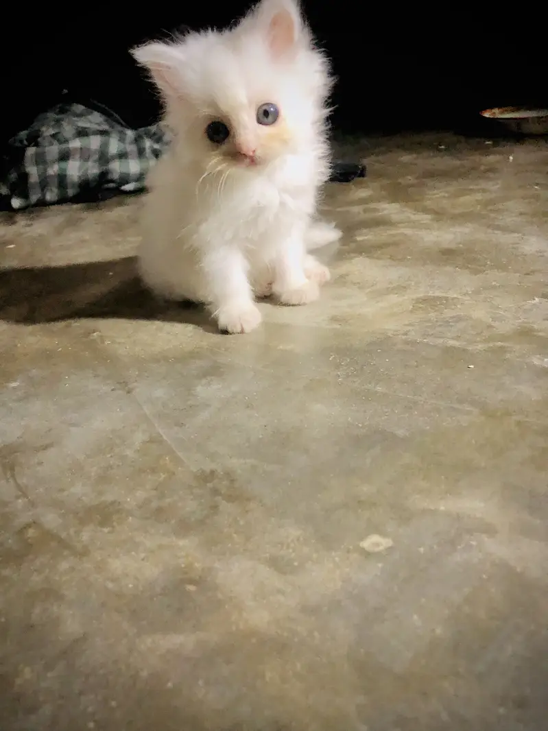 persian punch face triple coat cat kitten — photo 3