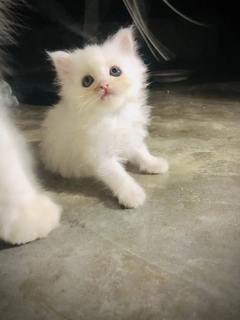 persian punch face triple coat cat kitten — photo 4
