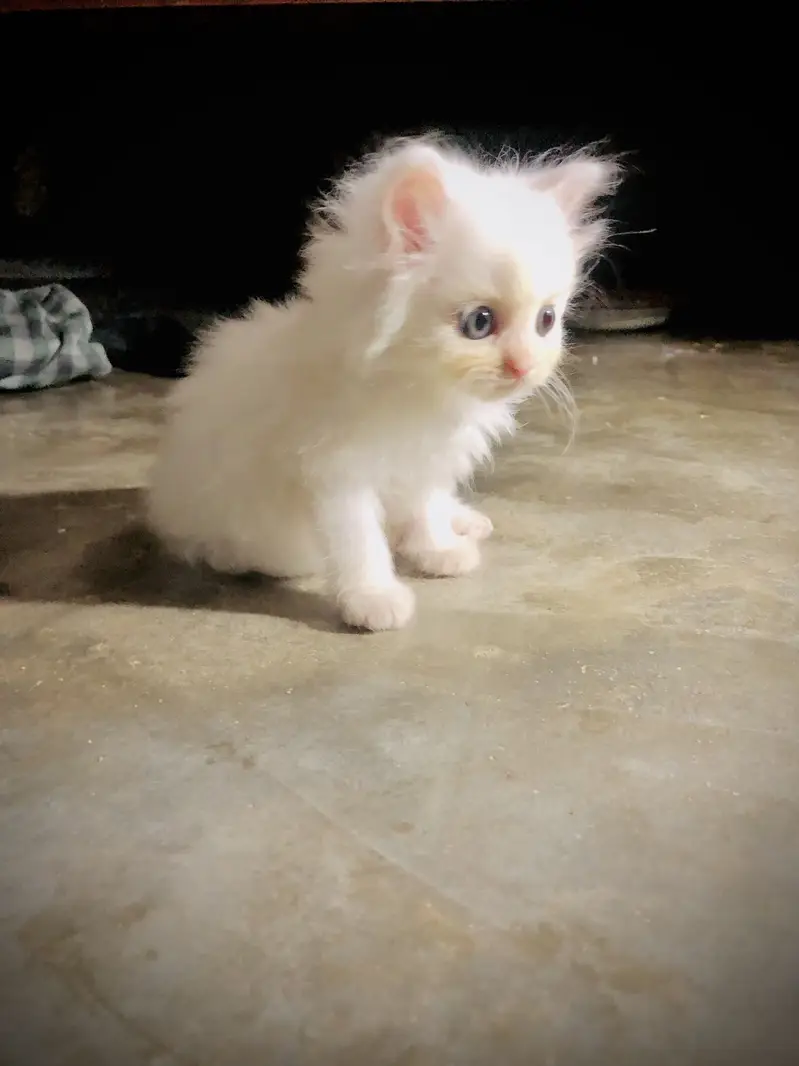 persian punch face triple coat cat kitten — photo 5