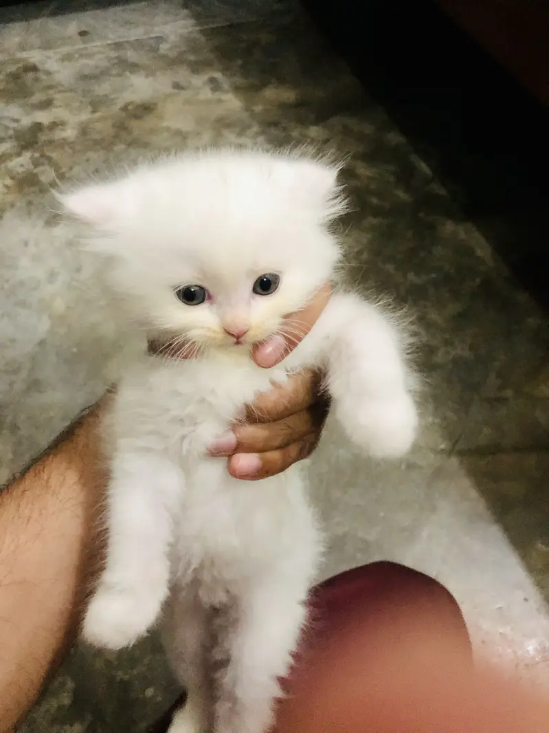 persian punch face triple coat cat kitten — photo 6
