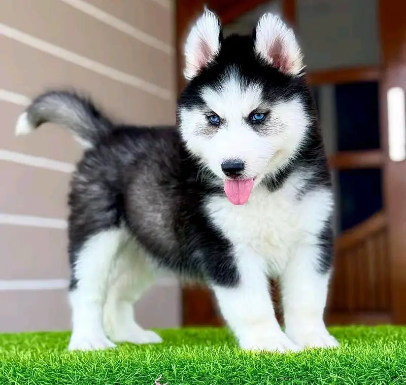 husky dog vaccination 3 code mein potty train 3 month age