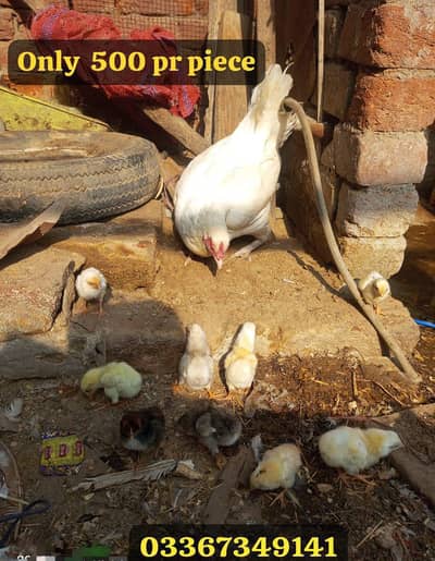 Chiks/100 percent pure aseel chiks available. . . . 03367349141