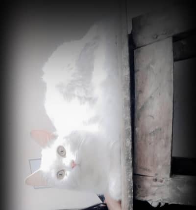 Bathroom train playful kitten and cute cat and baby cat