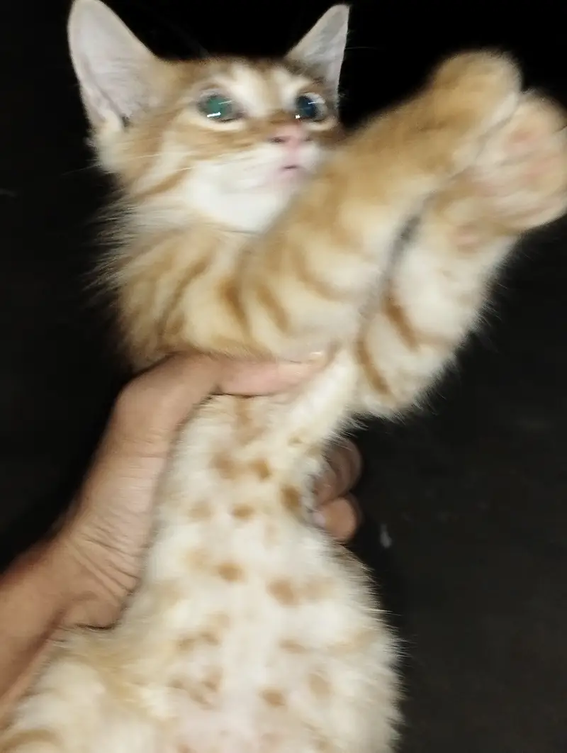 Bathroom train playful kitten and cute cat and baby cat — photo 4