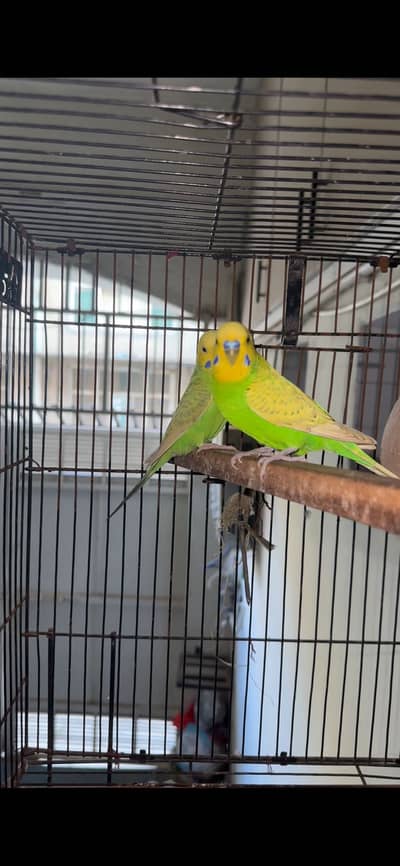 Australian parrot pair or box accessories