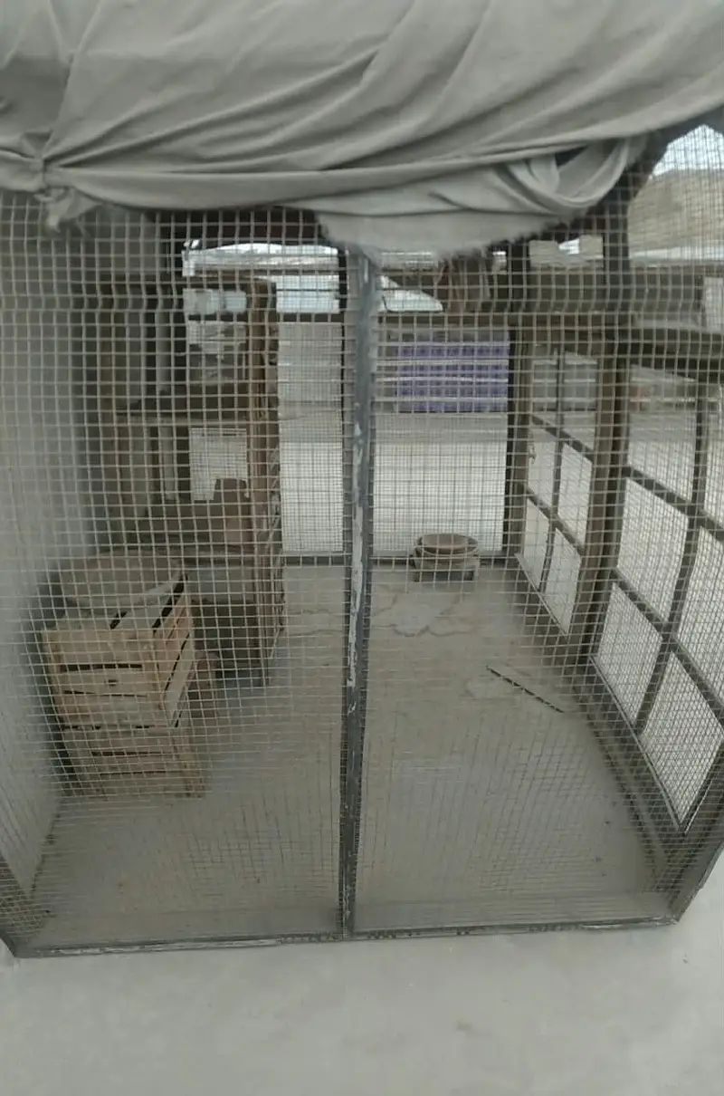 Wooden Aviary / Pigeon Cage – 8x6 ft – Strong & Durable — photo 2