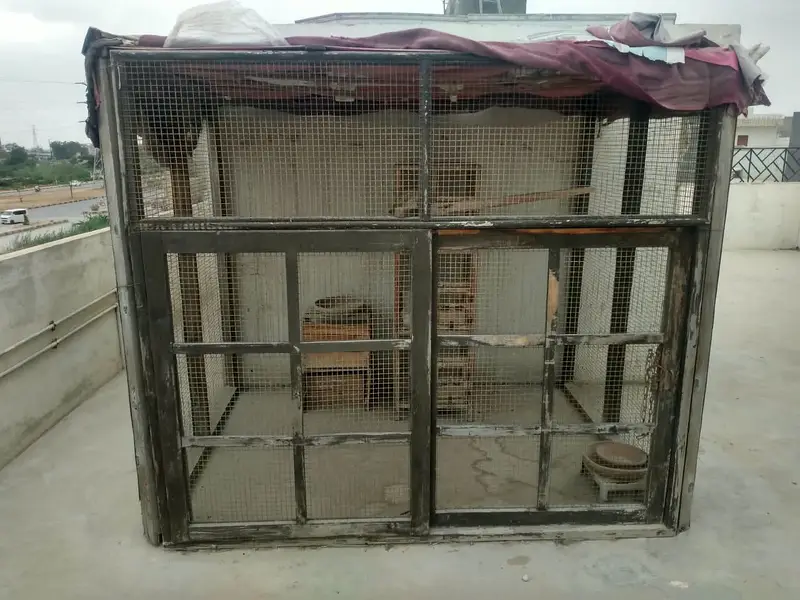 Wooden Aviary / Pigeon Cage – 8x6 ft – Strong & Durable — photo 3