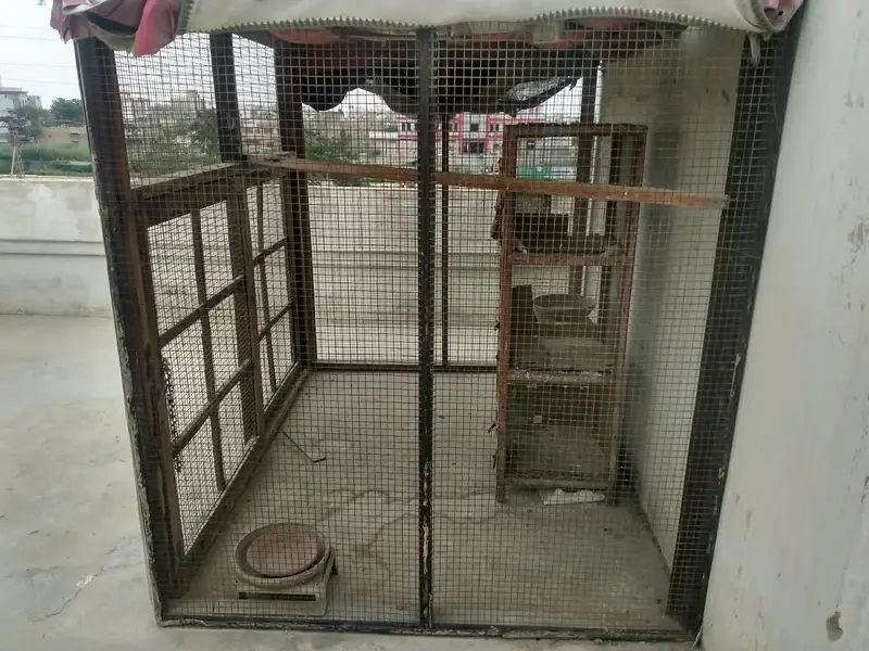 Wooden Aviary / Pigeon Cage – 8x6 ft – Strong & Durable — photo 4