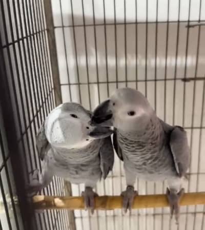 Grey parrot pair full hand tamed zero bite full active