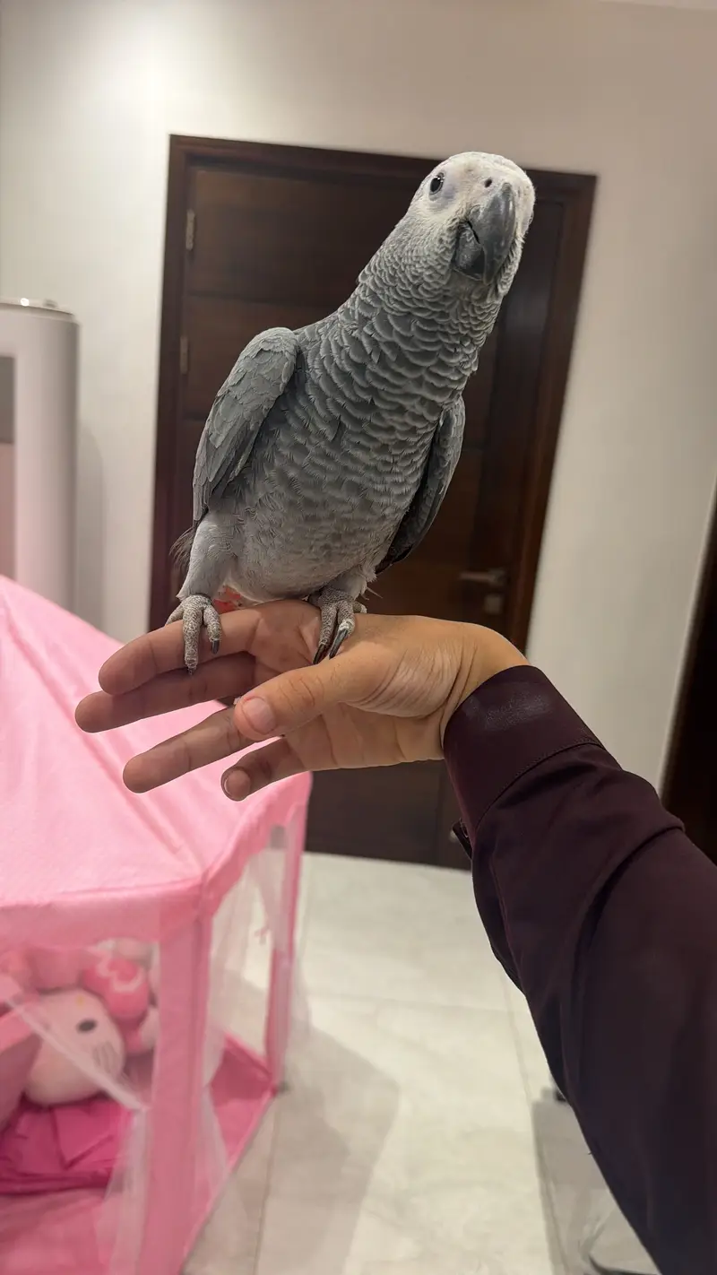 Grey parrot pair full hand tamed zero bite full active — photo 2