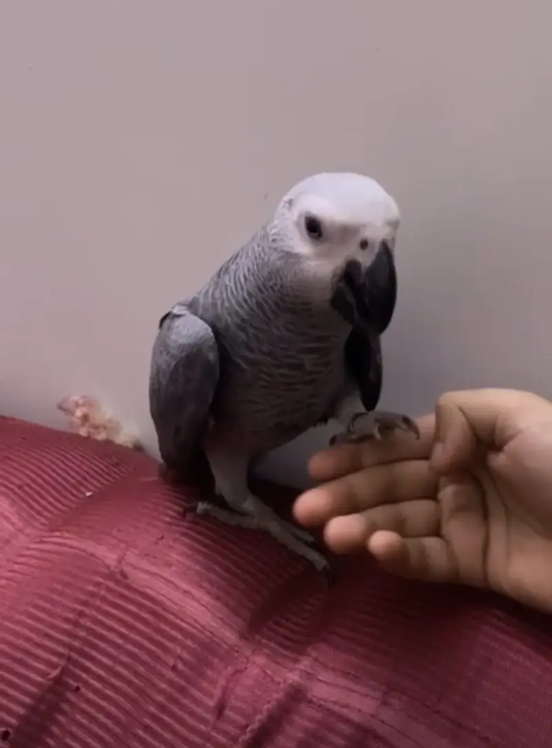 Grey parrot pair full hand tamed zero bite full active — photo 3