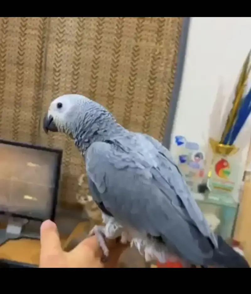 Grey parrot pair full hand tamed zero bite full active — photo 4