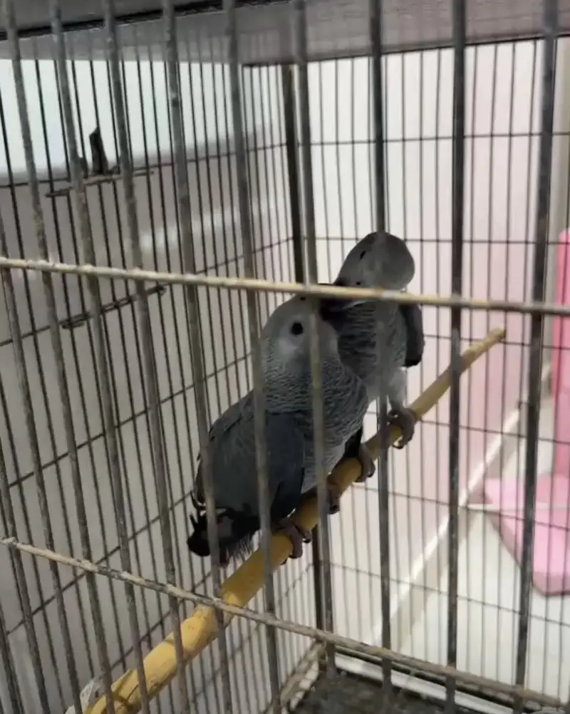 Grey parrot pair full hand tamed zero bite full active — photo 5