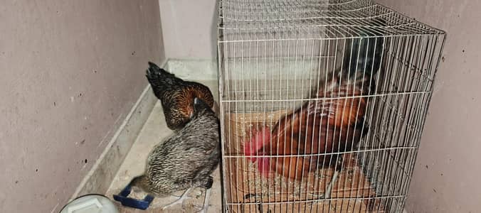 1 Murga 2 murgi with cage (pinjre k saath)
