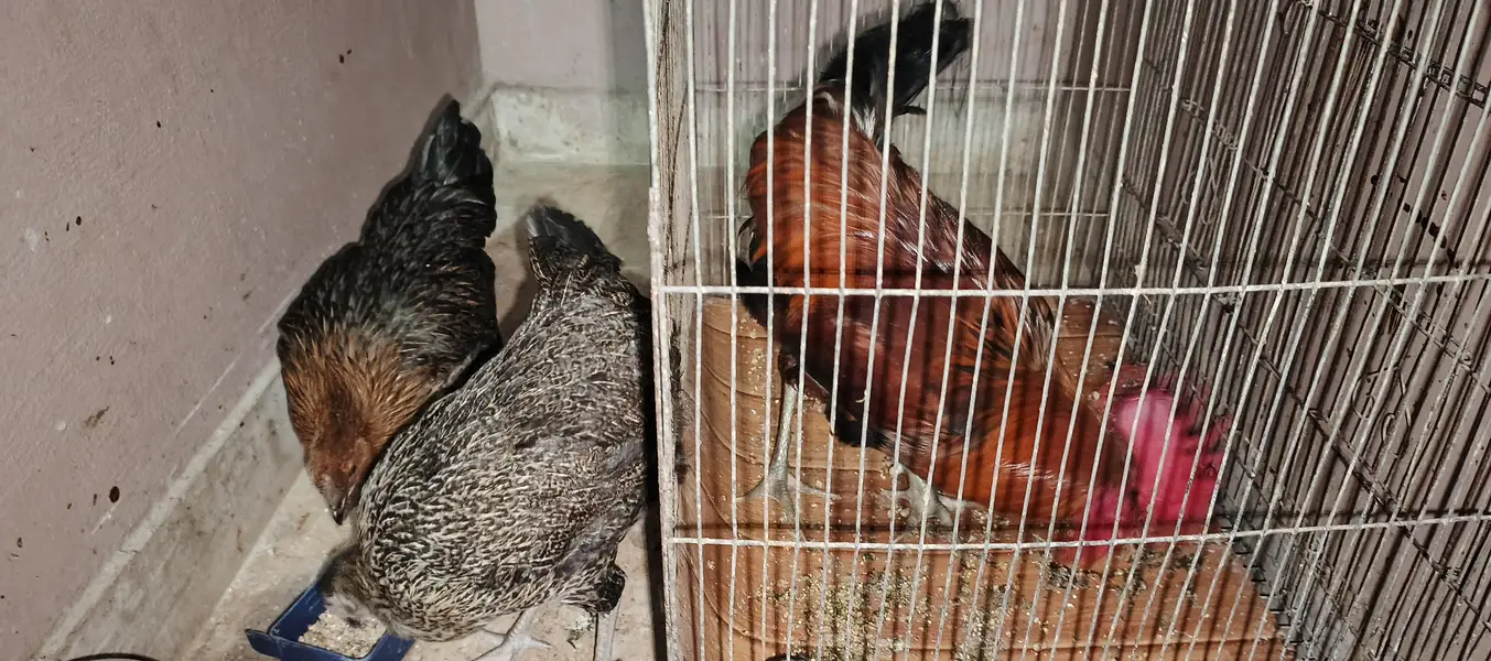 1 Murga 2 murgi with cage (pinjre k saath) — photo 3