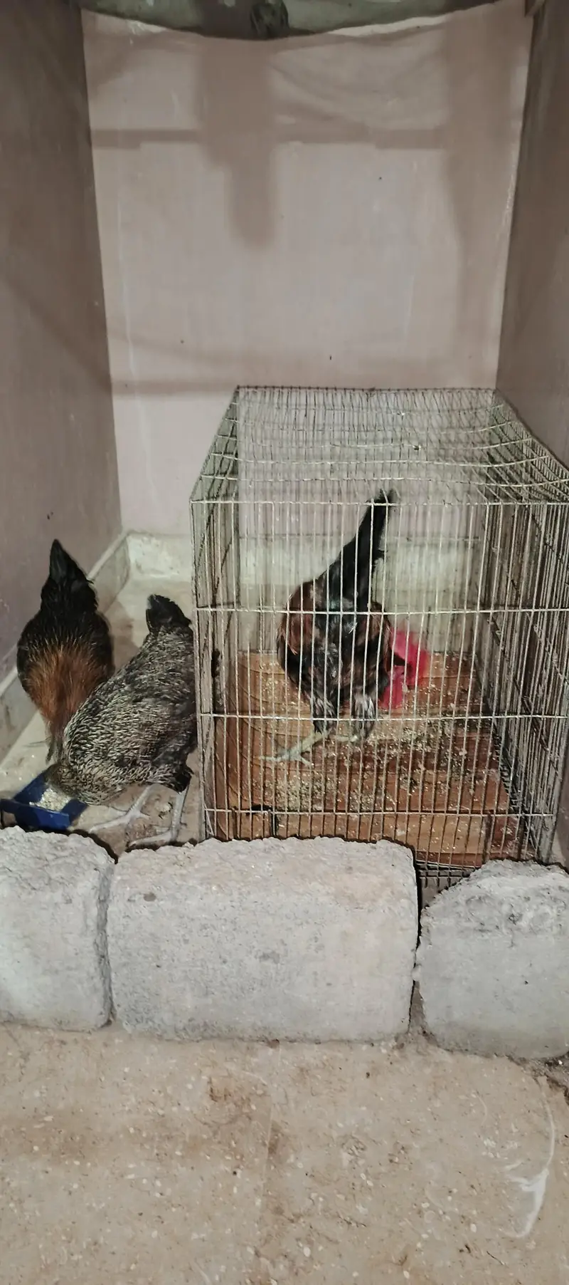1 Murga 2 murgi with cage (pinjre k saath) — photo 4