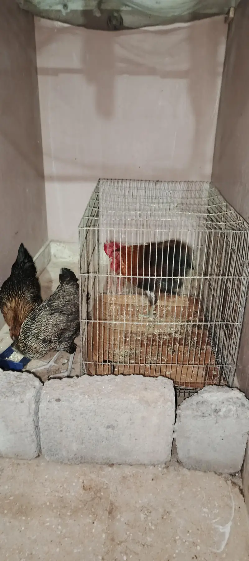 1 Murga 2 murgi with cage (pinjre k saath) — photo 5