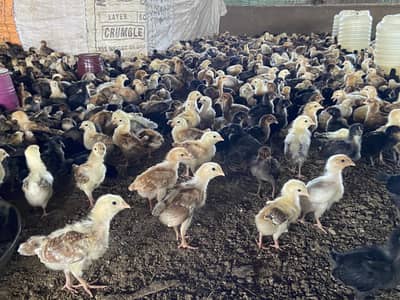Binsaeedpoultryfarm