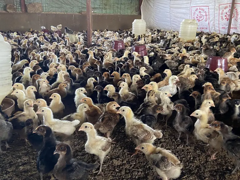Binsaeedpoultryfarm — photo 2