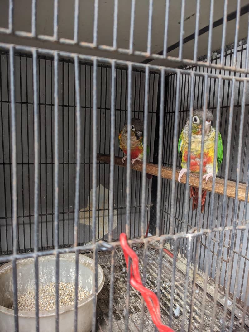 Green conure red factor 0