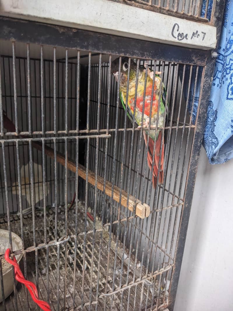 Green conure red factor 2