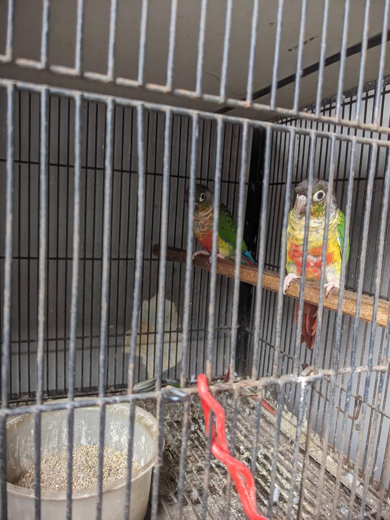 Green conure red factor 3