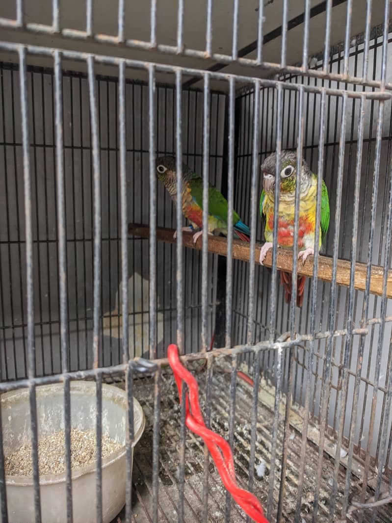 Green conure red factor 4