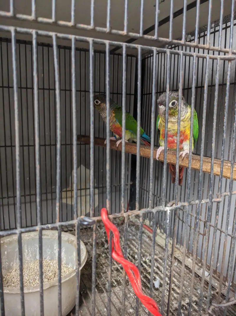 Green conure red factor — photo 5