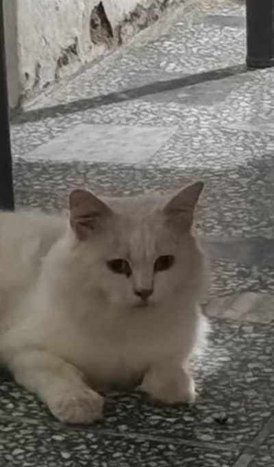 Persian cat