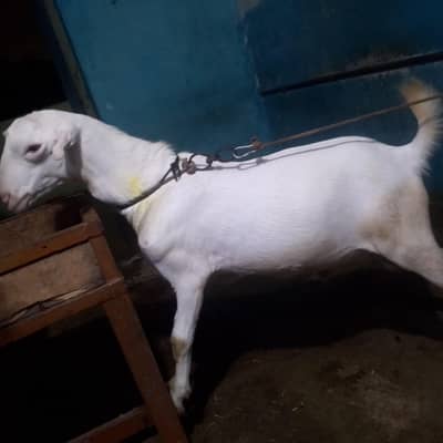 tapra ha white