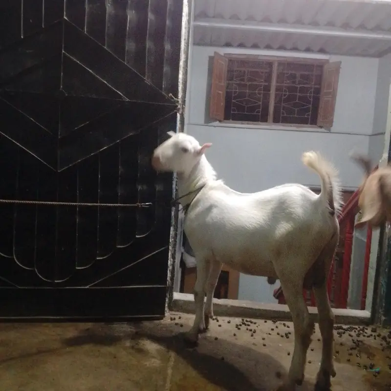tapra ha white — photo 2