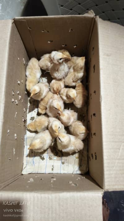 Golden buff chiks