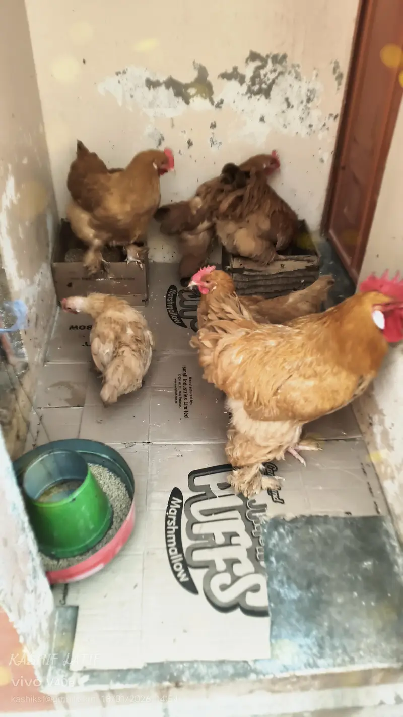 Golden buff chiks — photo 2