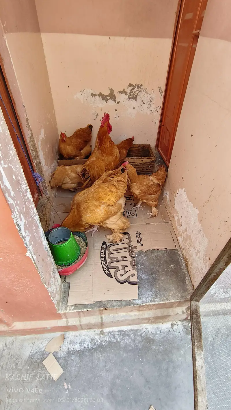 Golden buff chiks — photo 3