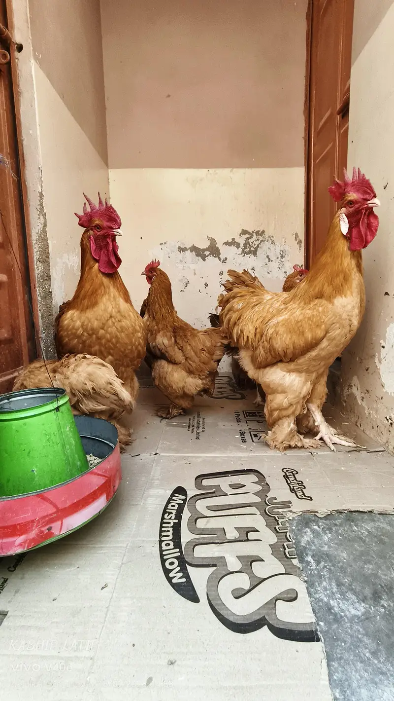 Golden buff chiks — photo 4
