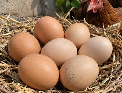 Desi hen and eggs