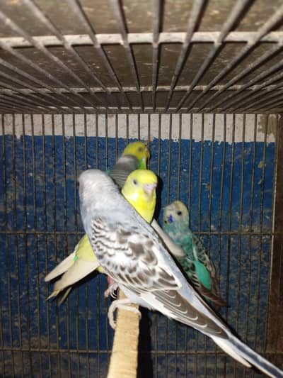 Breeder budgies urgent sale
