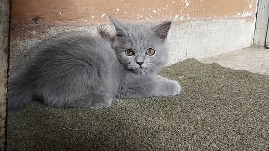 Persian cat